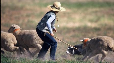 Video thumbnail: Colorado Experience The Meeker Classic Sheepdog Trials
