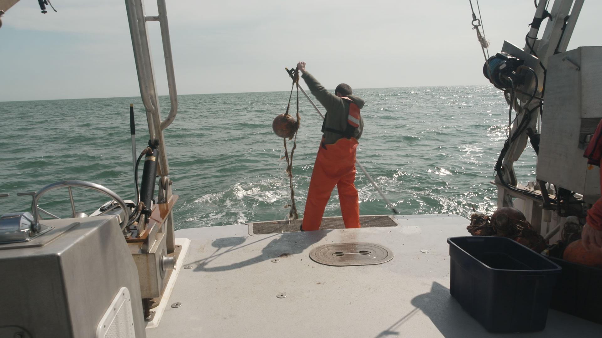A network of mini weather stations; acoustic monitoring of whales; the Maryland Big Tree Program.
