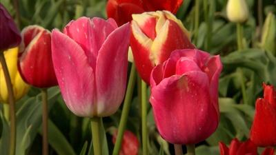 Oregon Tulip Farming