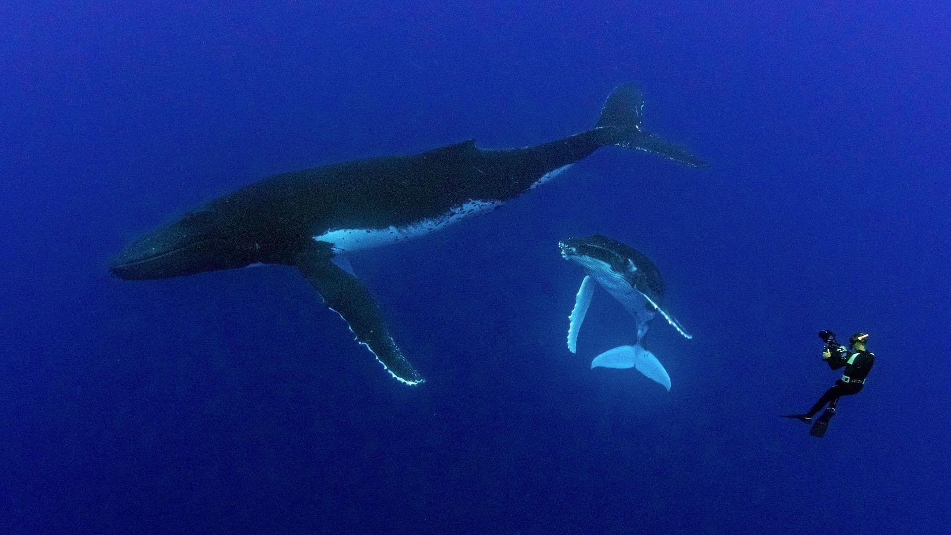 A rare glimpse into the world of the Red Sea's dolphins and whales