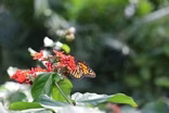 Monarch Magic at Butterfly Pavilion