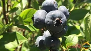 Blueberries