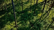 THE PINEY WOODS OF EAST TEXAS