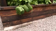 Volunteer Gardener 3422