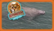 Petting Zoo: Manatees Try to Stay Warm