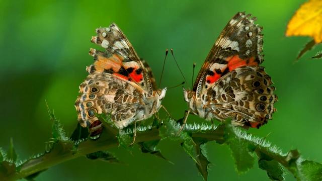 Nature | The Remarkable Way that Butterflies Mate