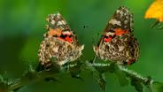 The Remarkable Way that Butterflies Mate