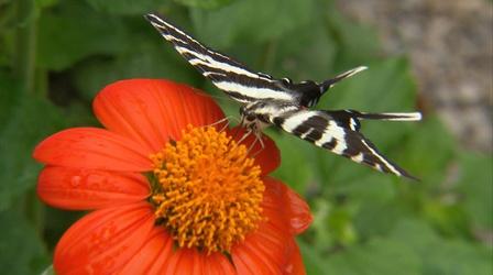 Video thumbnail: Kentucky Life Idlewild Butterflies; State Fair; Antler Art; Fateful Pitch