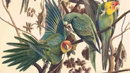 Audubon