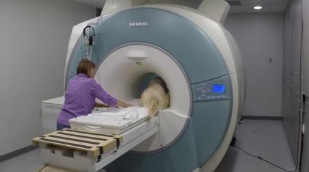 Video thumbnail: SciTech Now Understanding Man's Best Friend