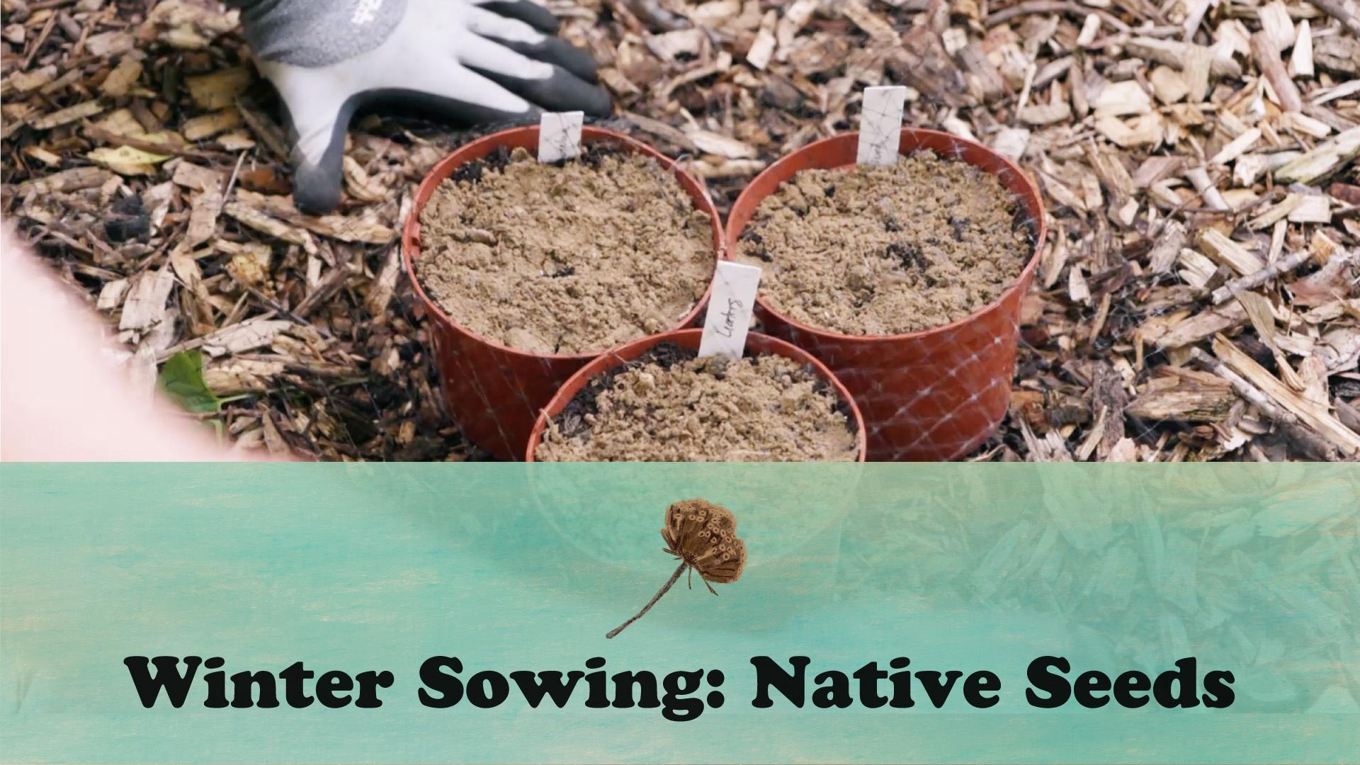 Let's Grow Stuff : Winter Sowing: Native Seeds