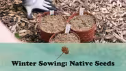 Winter Sowing: Native Seeds