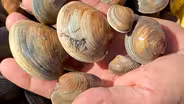 Livingston Bulls Bay Seafood and Pruning Camellias