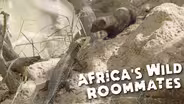 Africa's Wild Roommates: How Animals Share Bed and Board