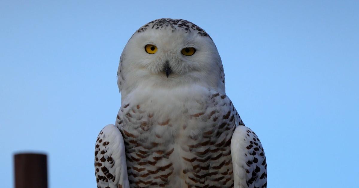 SoCal Snowy Owl | PBS