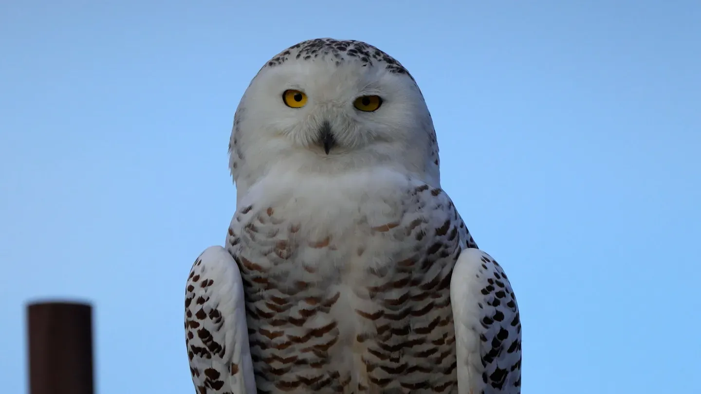 SoCal Snowy Owl