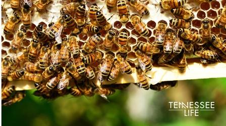 Video thumbnail: Tennessee Life Tennessee Life - 601 - The Gardens & The Bees