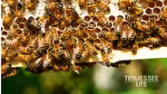Tennessee Life - 601 - The Gardens & The Bees