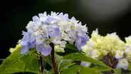 Hydrangea Bloom Color