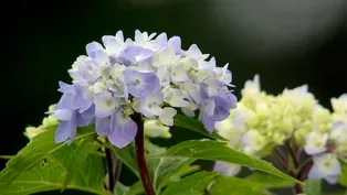 Hydrangea Bloom Color