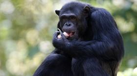 Video thumbnail: PBS NewsHour Why humans may share more with chimps than we thought