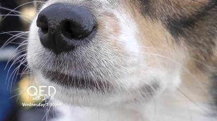 Video thumbnail: QED With Dr. B Learning From Animals Preview