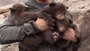 Bears of Durango