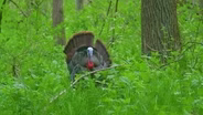 Fly Fishing, Tracking Turkeys, Springtime Fishing