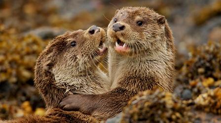 Video thumbnail: Nature Charlie & the Curious Otters
