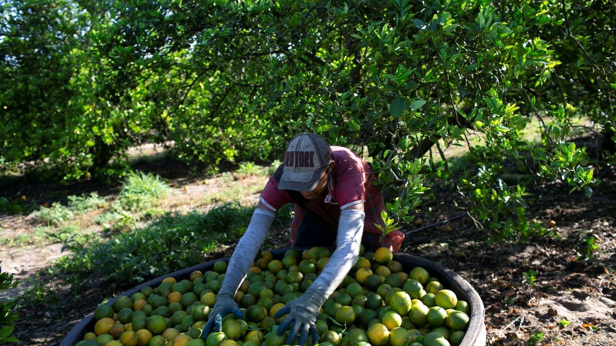 What’s behind a severe decline in Florida’s citrus harvest | PBS ...