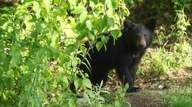 Video thumbnail: EcoSense for Living Great Smoky Mountains National Park, Atlanta Coyote Project
