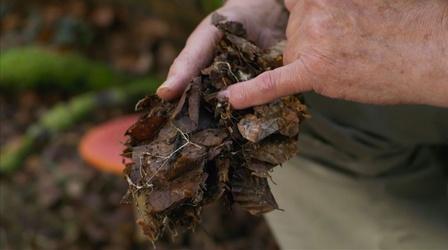 Video thumbnail: The Green Planet The Fungi that Help Trees Talk