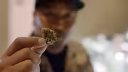 Cannabis