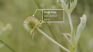 Rough Avens & Buttonbush