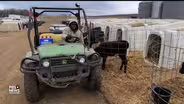 Immigrant workers face harsh conditions on U.S. dairy farms