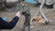 Scientists work to save ocelots with fertility treatments