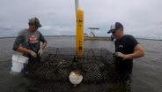Do oyster farms affect coastal habitats?