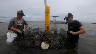 Do oyster farms affect coastal habitats?