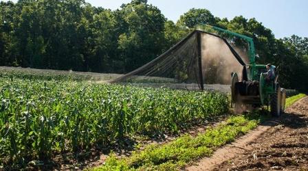Video thumbnail: Harvesting Rhode Island Four Town Farm