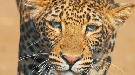 Video thumbnail: Nature Young Leopard Learns How to Successfully Hunt