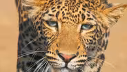 Young Leopard Learns How to Successfully Hunt