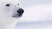 The daring study of polar bears