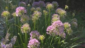 Video thumbnail: Volunteer Gardener Volunteer Gardener 2745