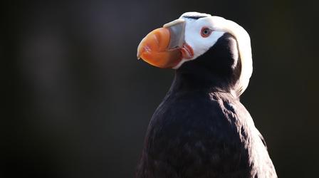 Video thumbnail: Oregon Field Guide Tufted Puffins