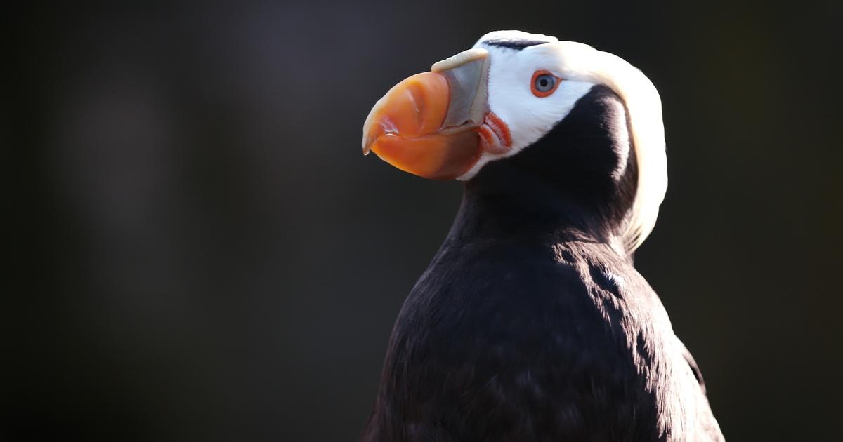 Horned Puffin  Audubon Field Guide