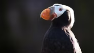 Tufted Puffins