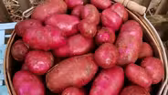 Organic Farming