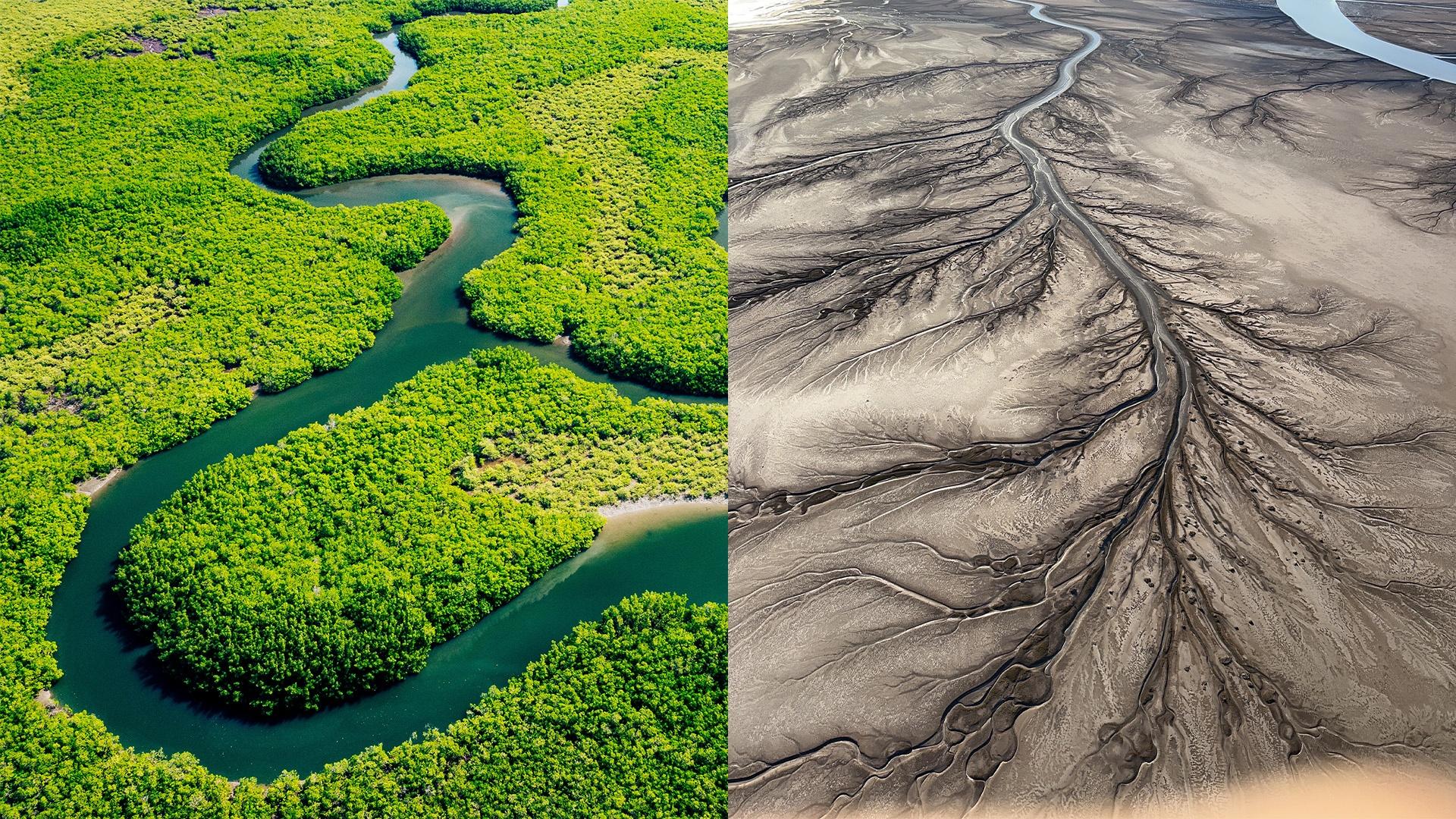 A split screen of the Colorado River Delta, one side is green and lush with growth and the other side in dry and grey.