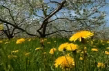 Adirondack Spring Rise