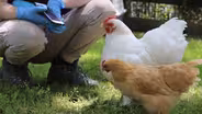 Chickens